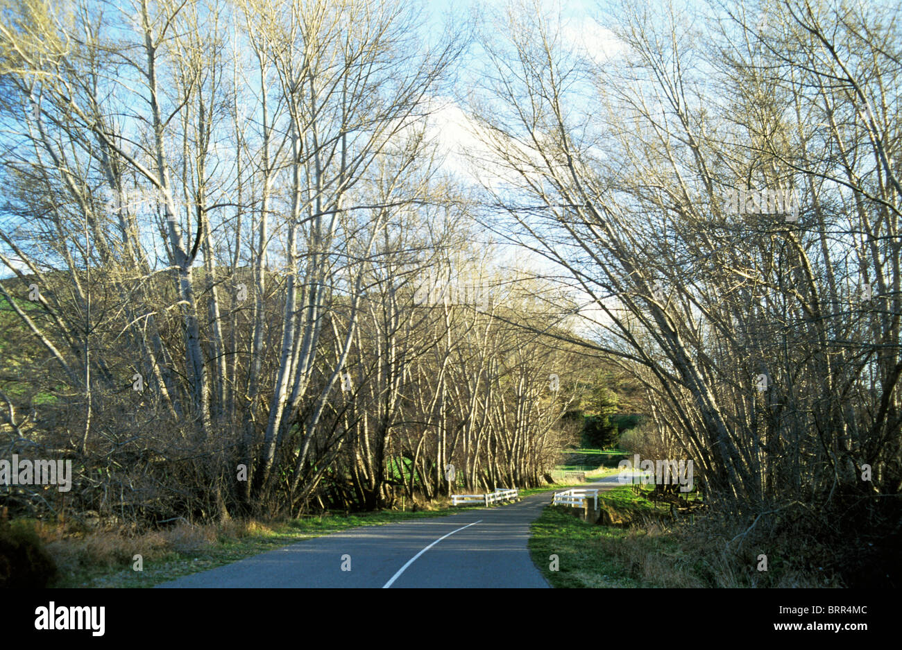 A road with leafless trees on either side of it Stock Photo