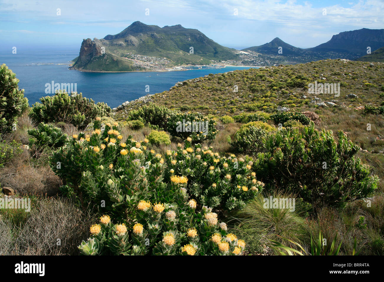 Proteas and Hout Bay harbour Stock Photo