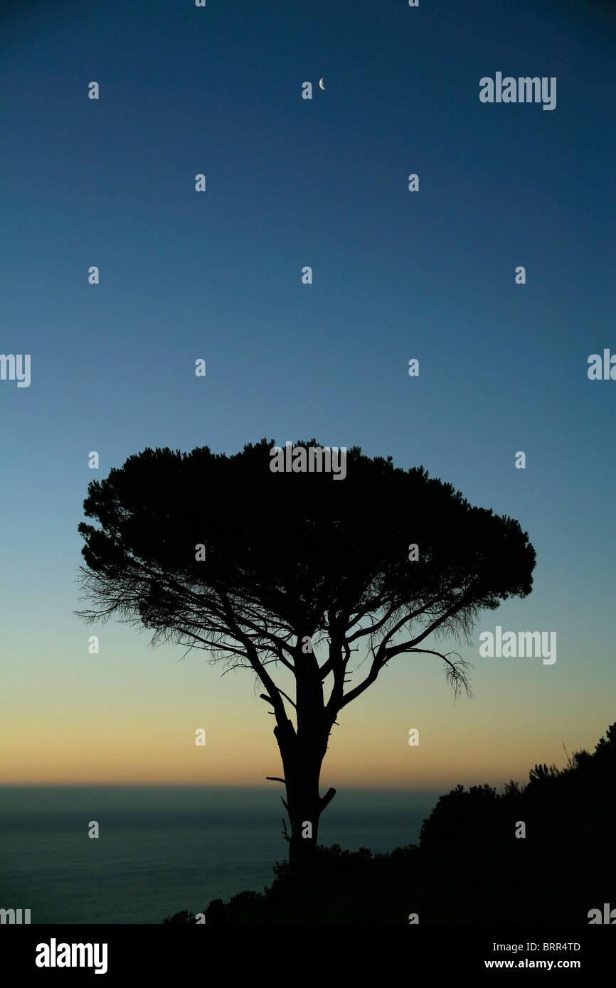 Silhouetted tree with sunset over Atlantic Ocean, Stock Photo