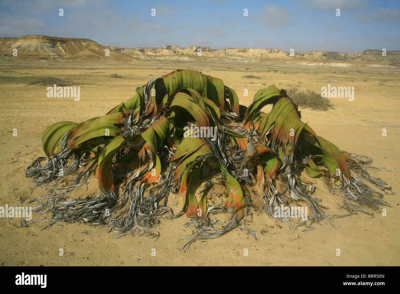 Welwitschia mirabilis plant, one of the world longest living plants that live to 1500 years. Stock Photo