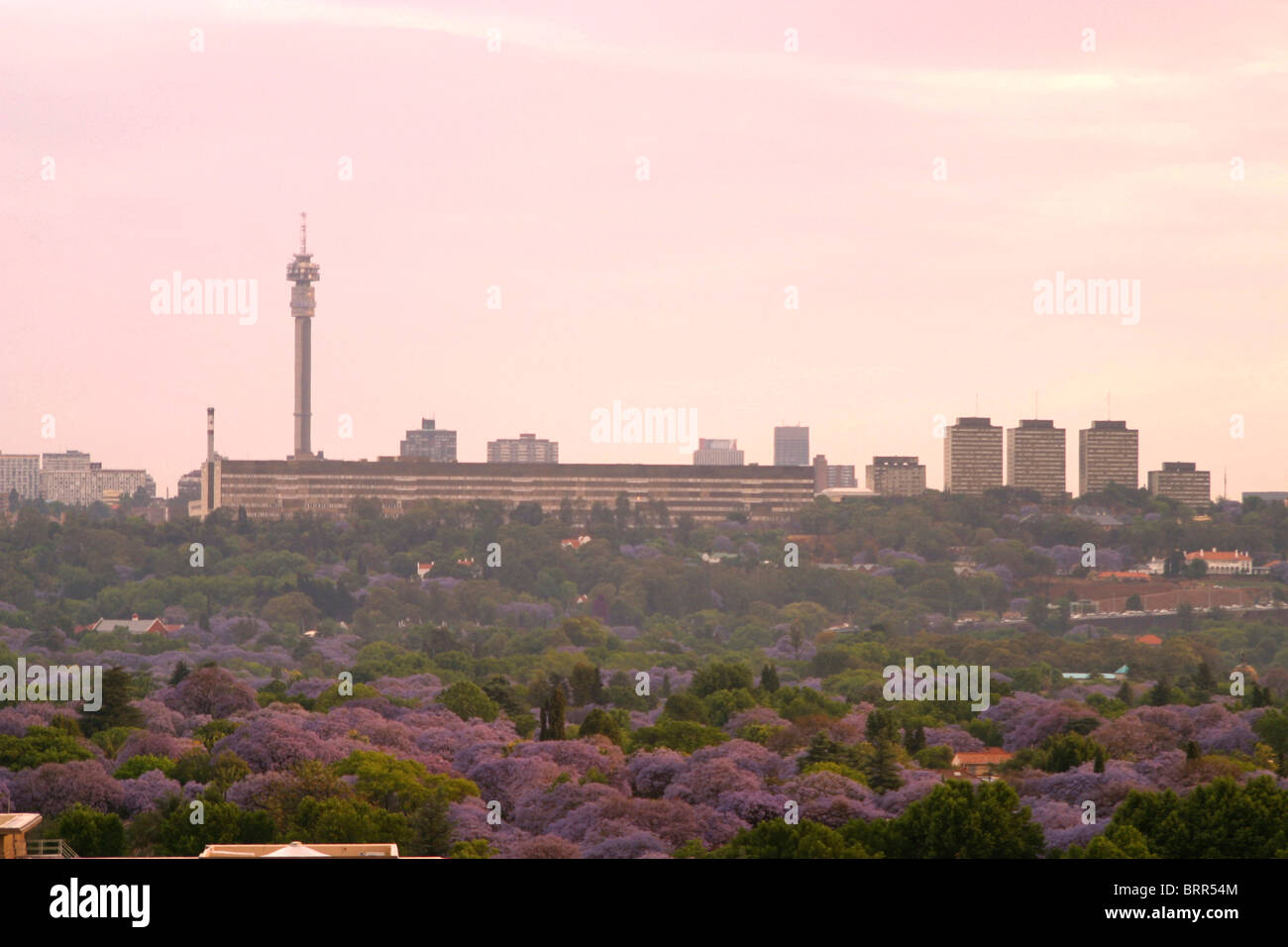 Johannesburg skyline with the Hillbrow Tower and a view over the suburbs with lots of Jacaranda trees Stock Photo
