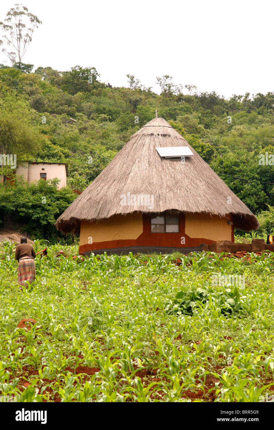 A traditional Venda hut with a solar panel on the thatch roof and a mielie field in the foreground Stock Photo