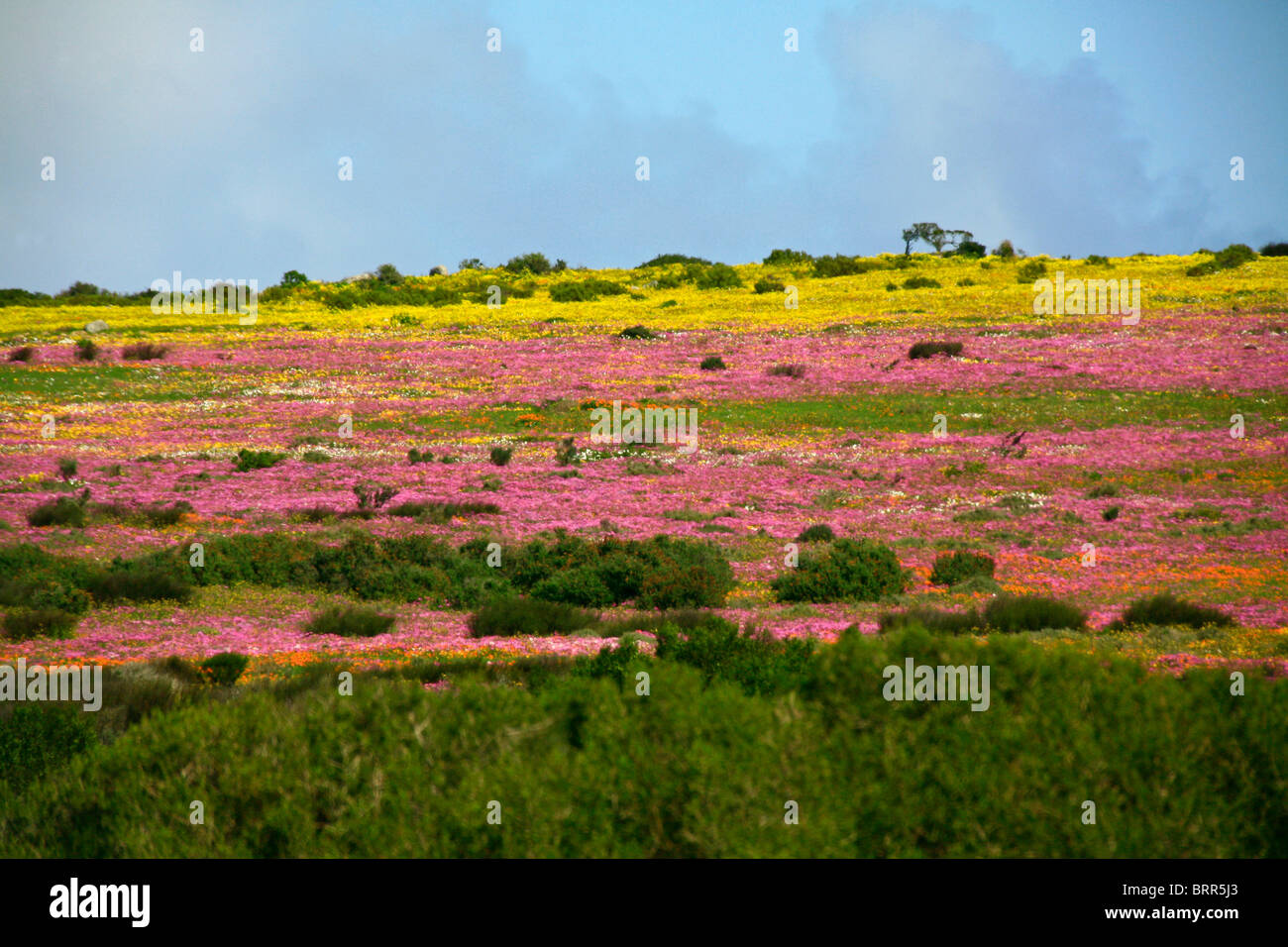 Colourful Cape flower fields during spring time at the Postberg Reserve in the West Coast National Park Stock Photo
