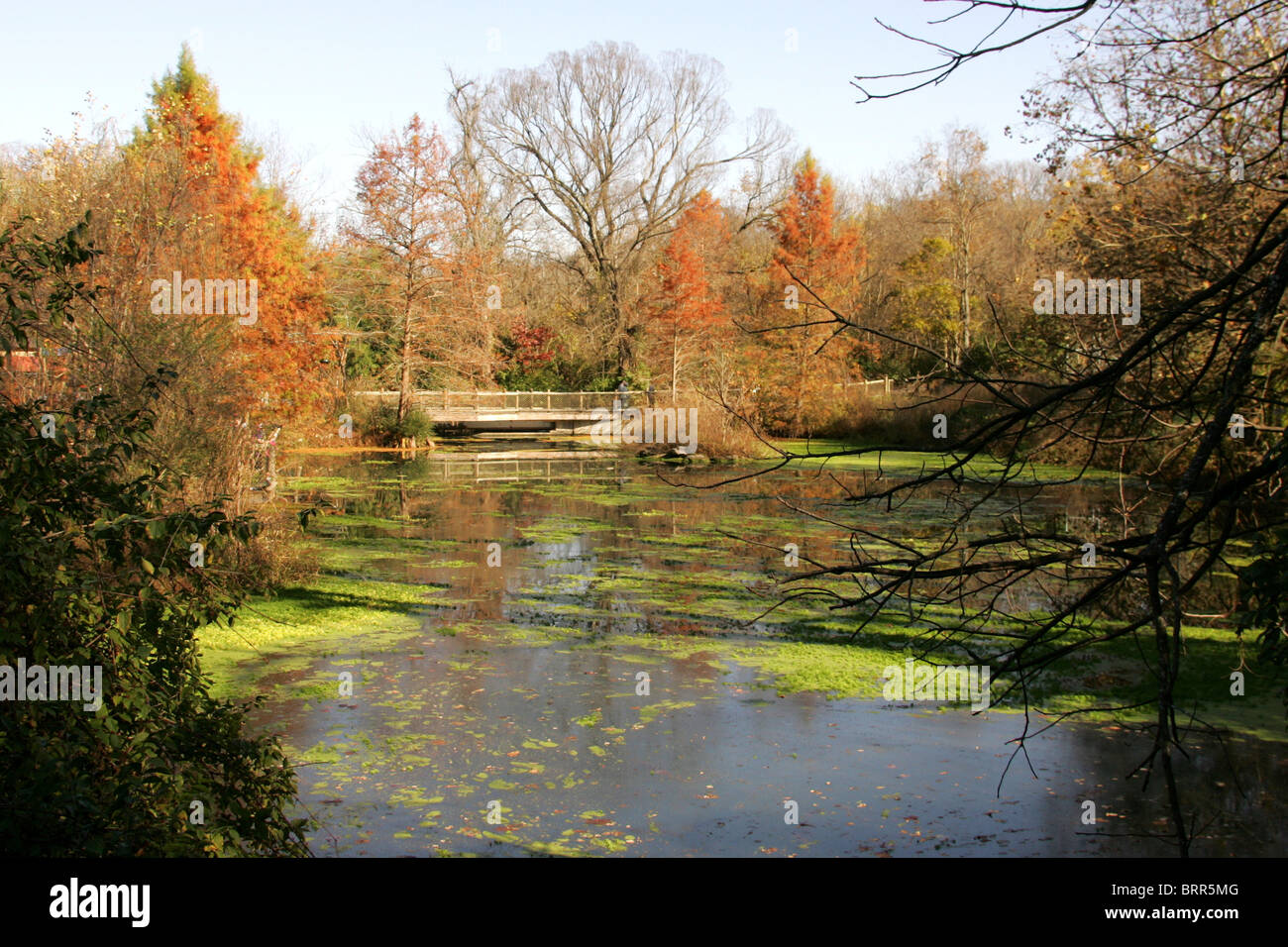 The Lake at the Nashville Zoo with trees in autumn colours Stock Photo