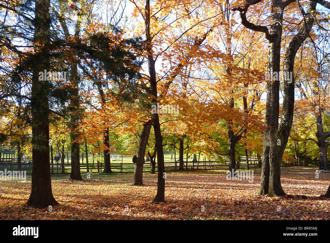 The Farm at the Nashville Zoo with trees in autumn colours Stock Photo