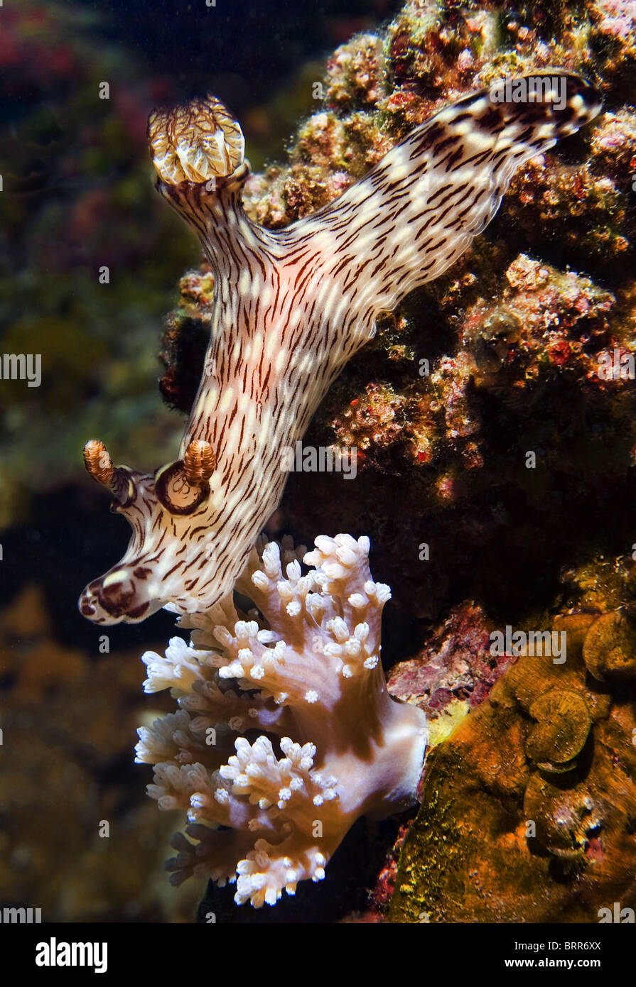 close-up of nudibranch Stock Photo