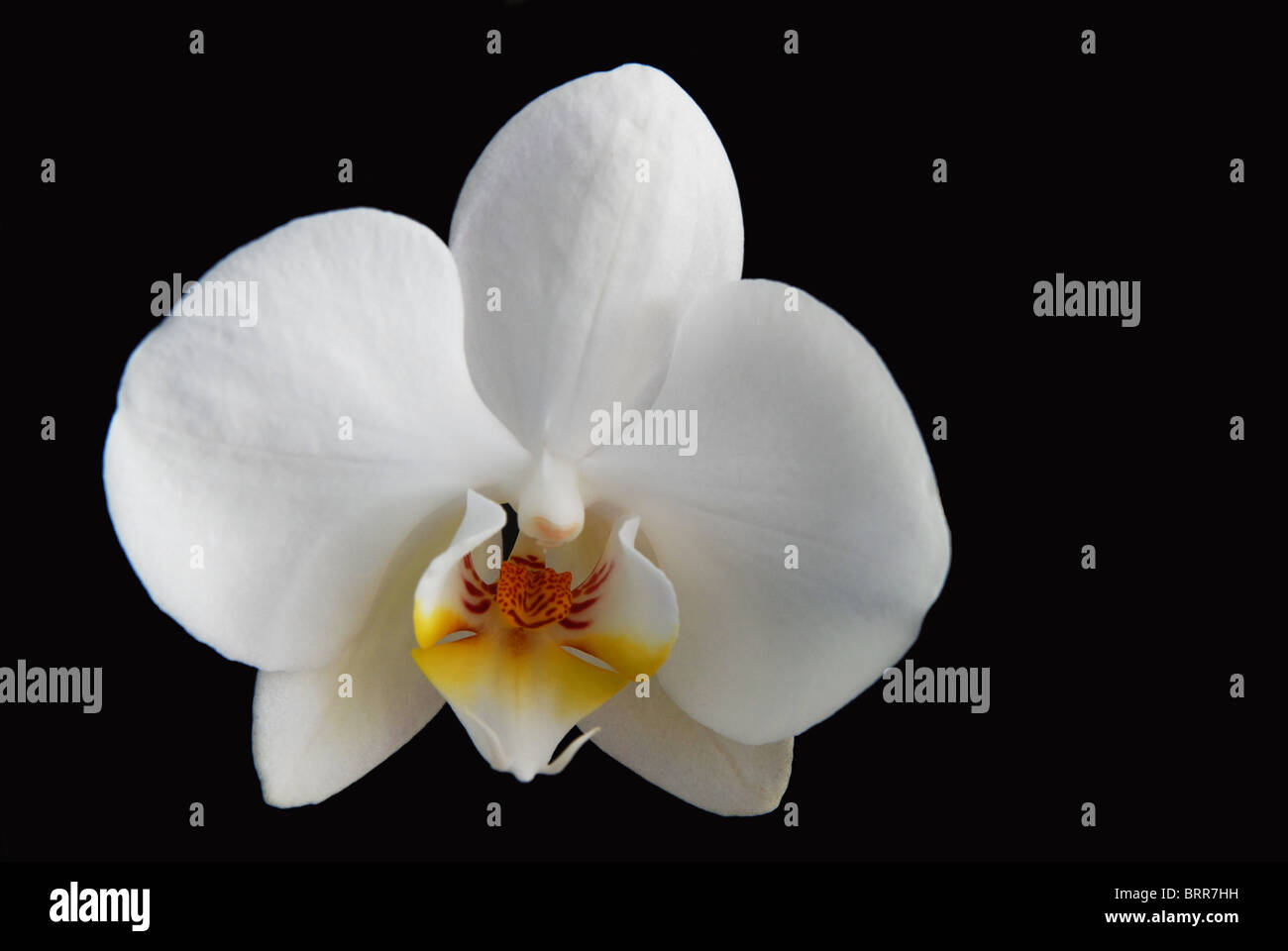 Orchid light blue background hi-res stock photography and images - Alamy
