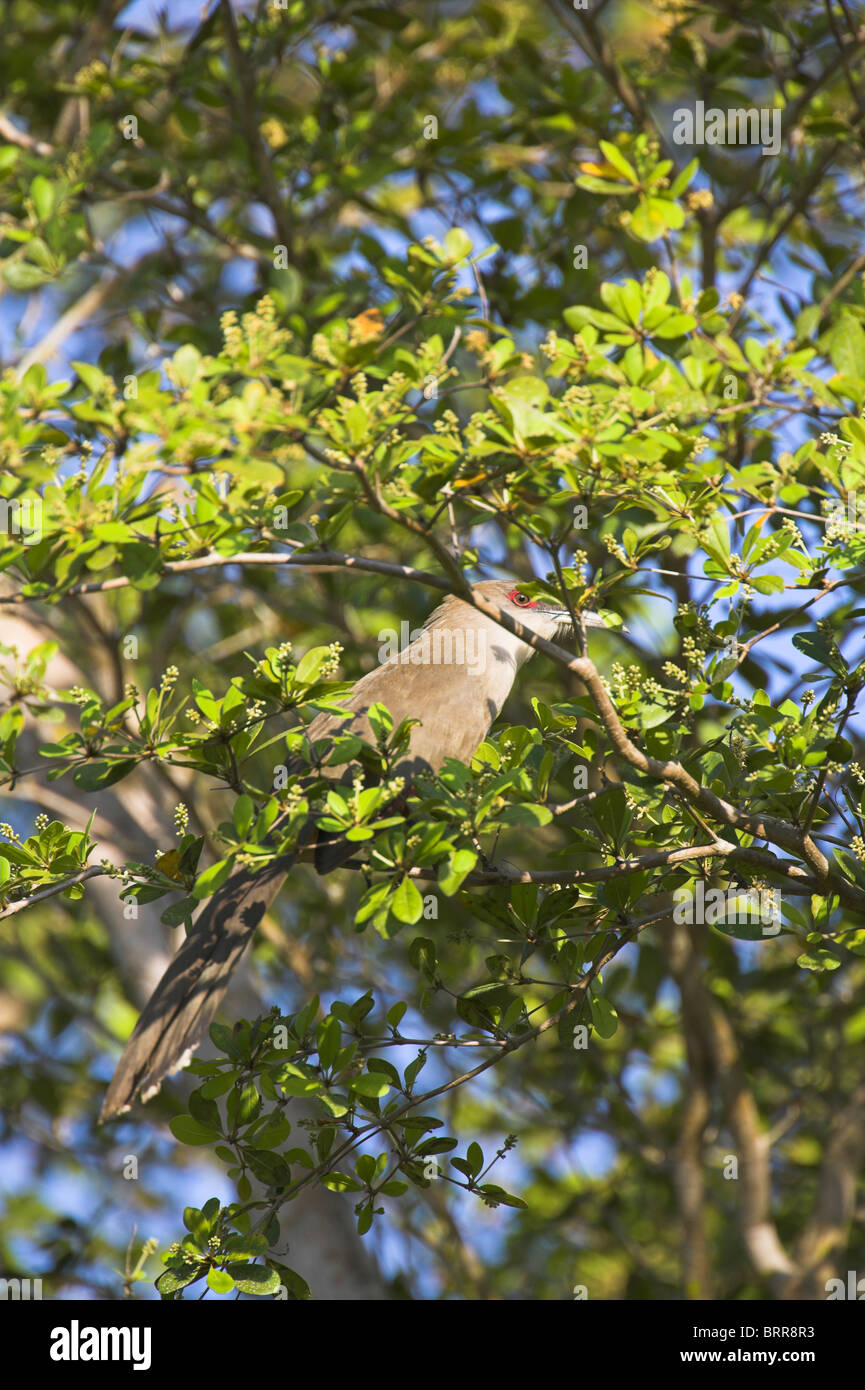 Great Lizard-Cuckoo Saurothera merlini perched in tree at Zapata Swamp, Republic of Cuba in April. Stock Photo
