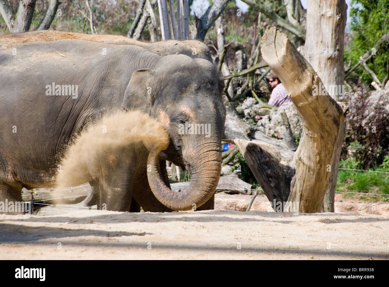 Asian Elephant Elephas Maximus Uses Trunk to Blow Dirt Dust Bath, Twycross Zoo, England Stock Photo
