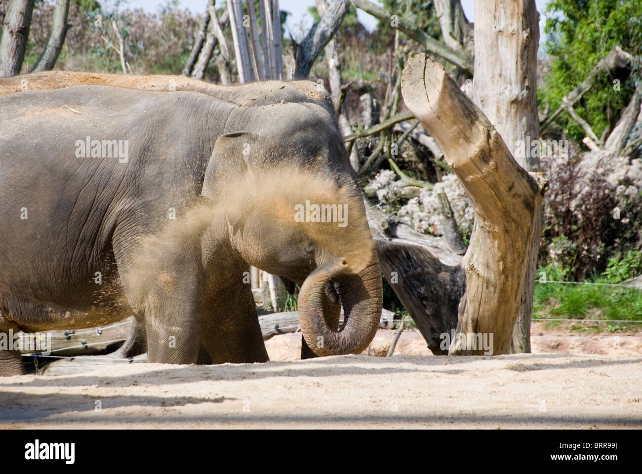 Asian Elephant Elephas Maximus Uses Trunk to Blow Dirt Dust Bath, Twycross Zoo, England Stock Photo