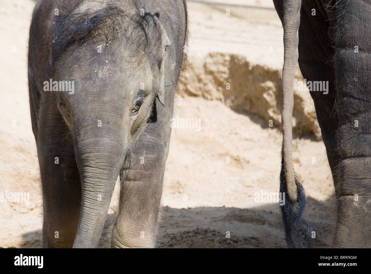 Close up on Asian Elephant Baby Elephas Maximus Standing Behind Mother, Twycross Zoo, England Stock Photo