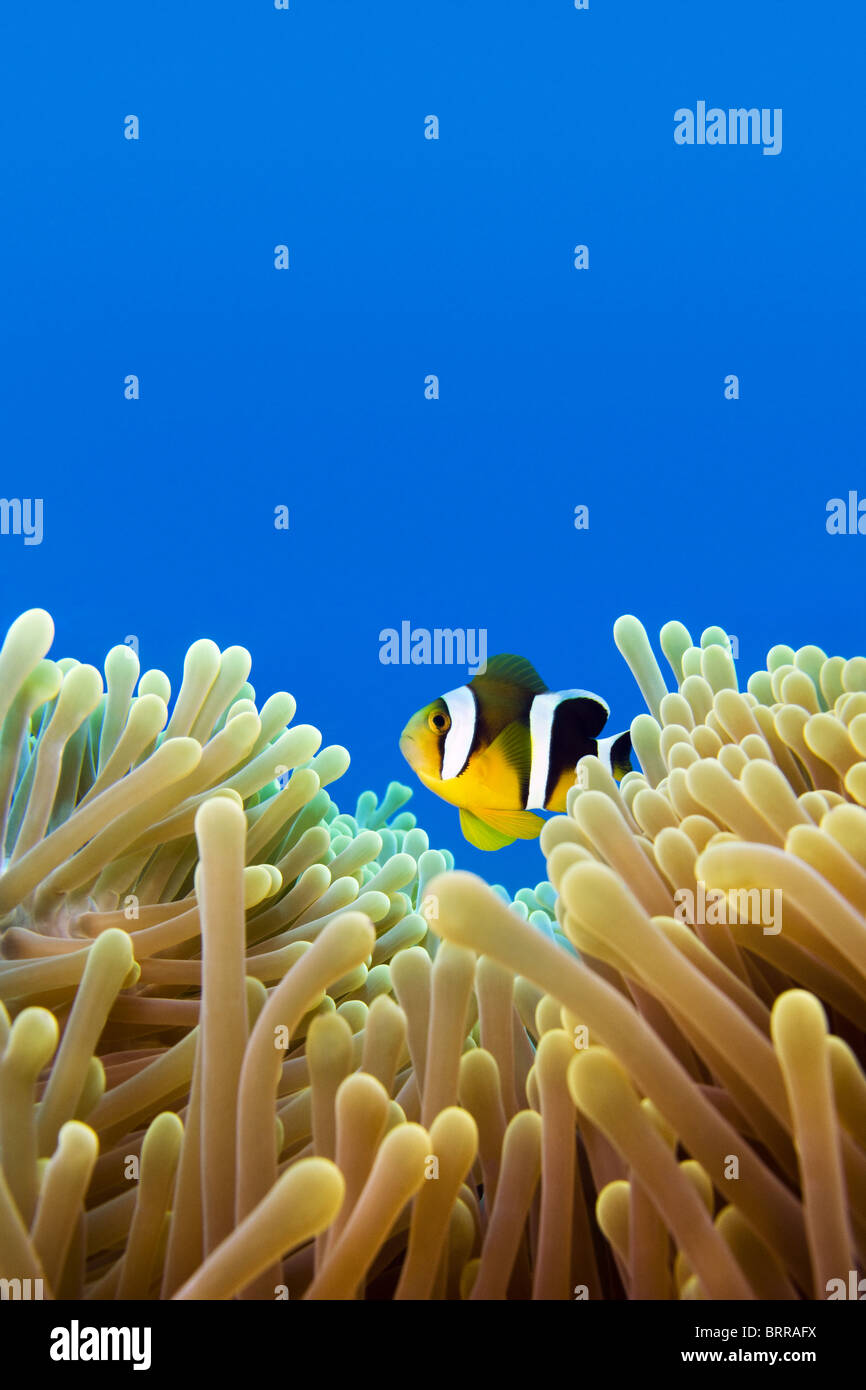 close-up of clownfish in anemone Stock Photo