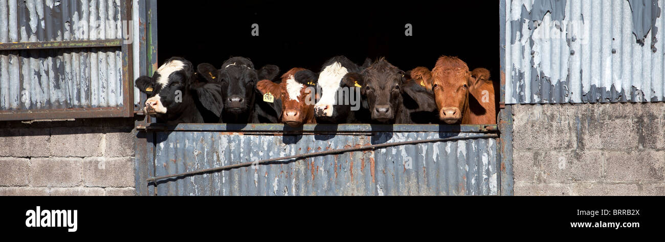 A row of sad cows Stock Photo