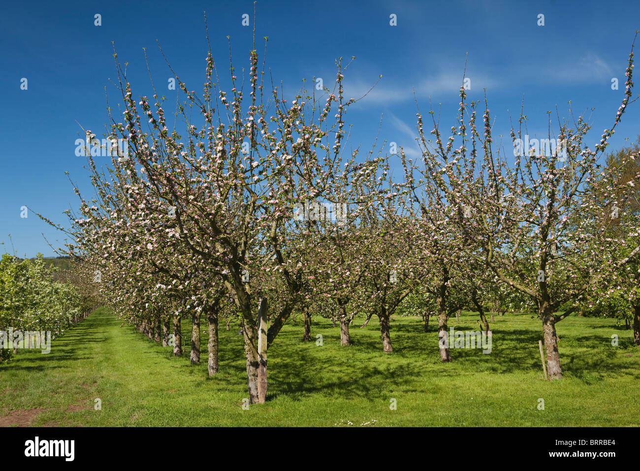 Cider apple orchard uk hires stock photography and images Alamy