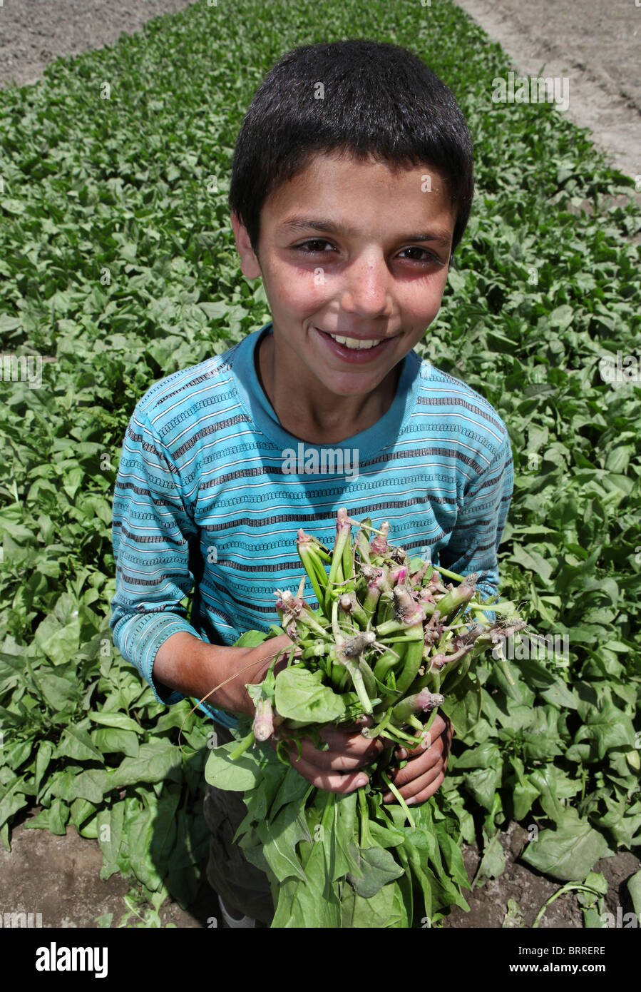 agricultural activities in Afghanistan Stock Photo Alamy