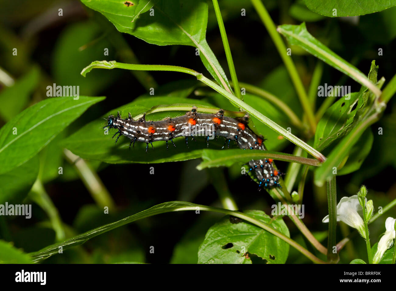 Doleschallia bisaltide, Autumn Leaf butterfly larva, 5th instar Stock Photo