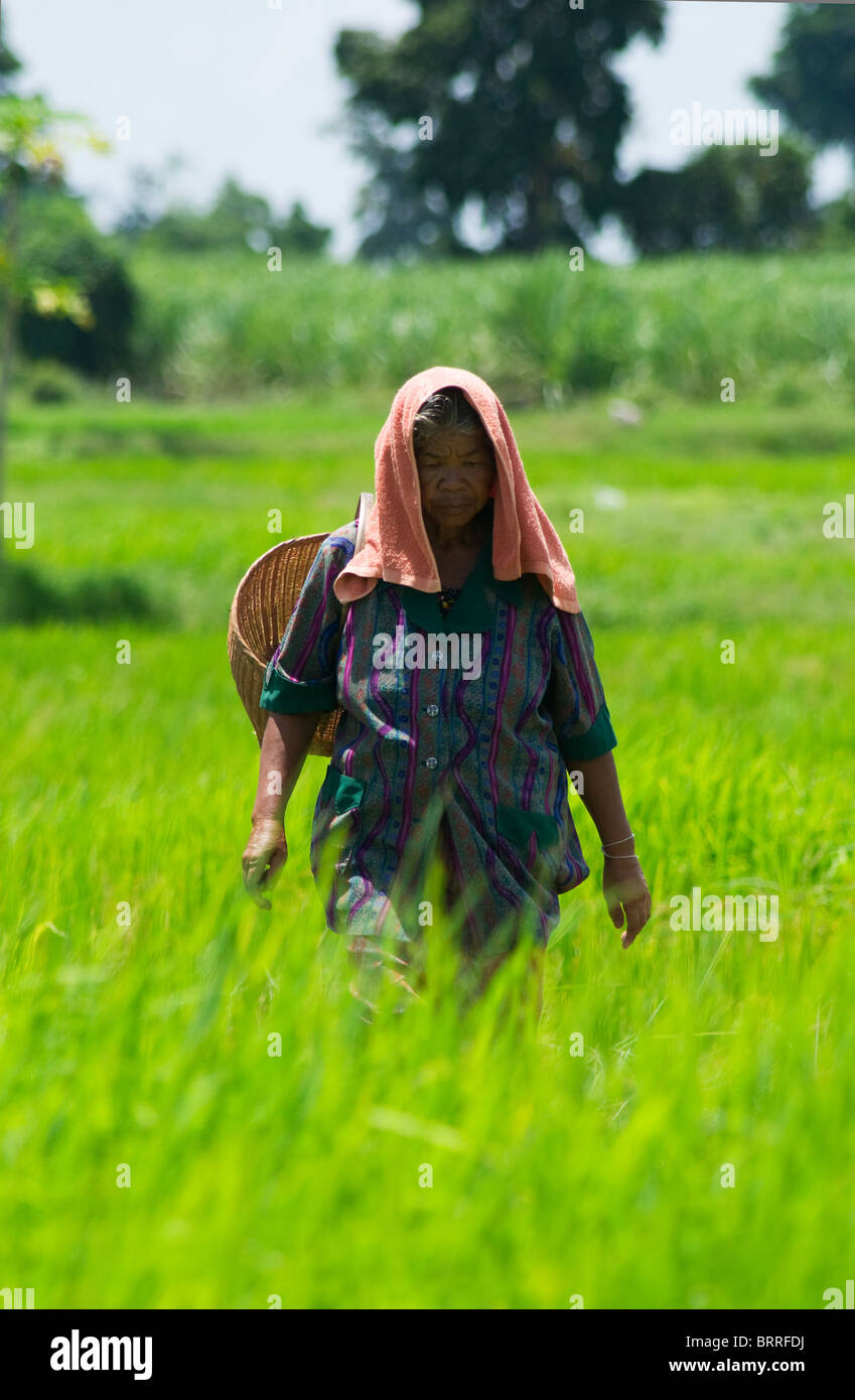 Farmer in Thailand walking through the rice paddy fields in Nakhon Ratchasima province Stock Photo
