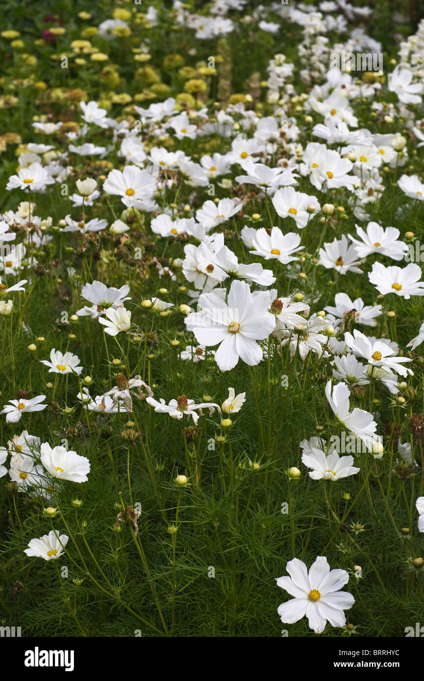 Cosmos flower white hi-res stock photography and images - Alamy