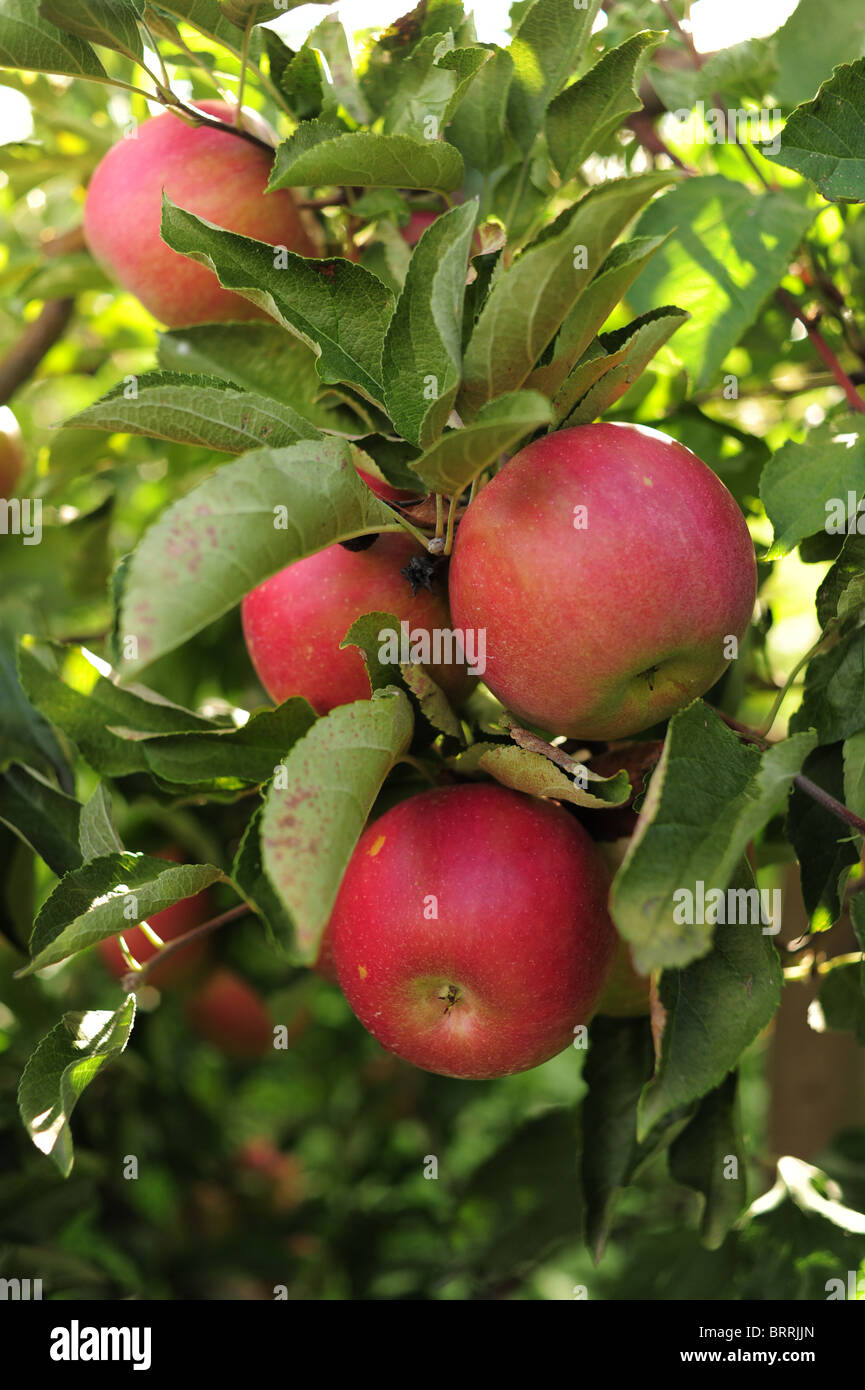 Victor new york hires stock photography and images Alamy