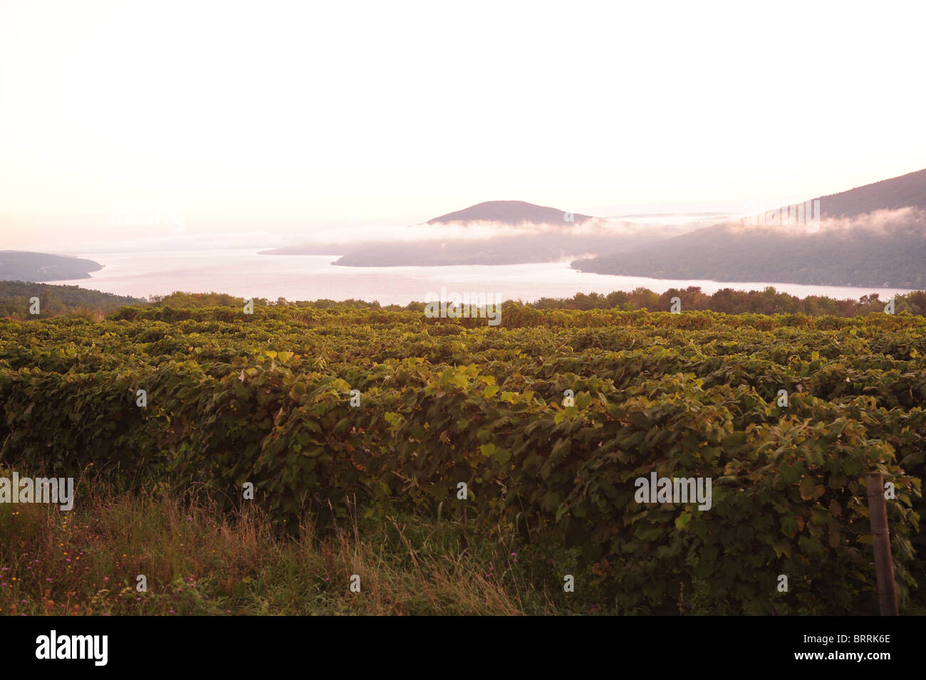 USA New York NY sunrise over vineyards and Canandaigua Lake Finger