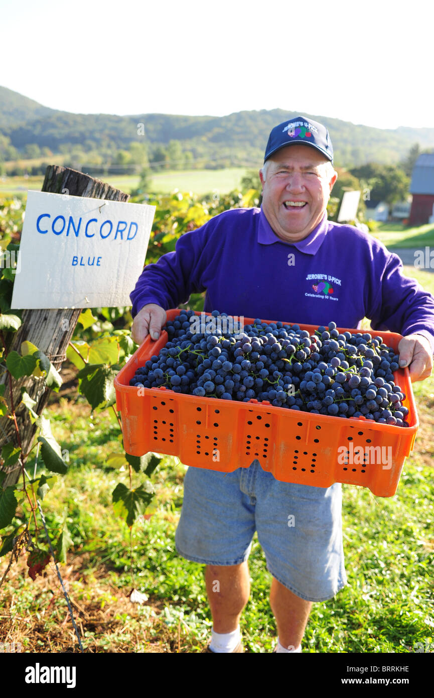 USA New York Naples NY Richard Jerome of Jerome's UPick vineyards