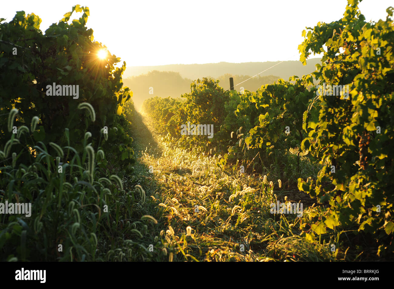 USA New York Canandaigua NY Finger Lakes Region vineyard wine making