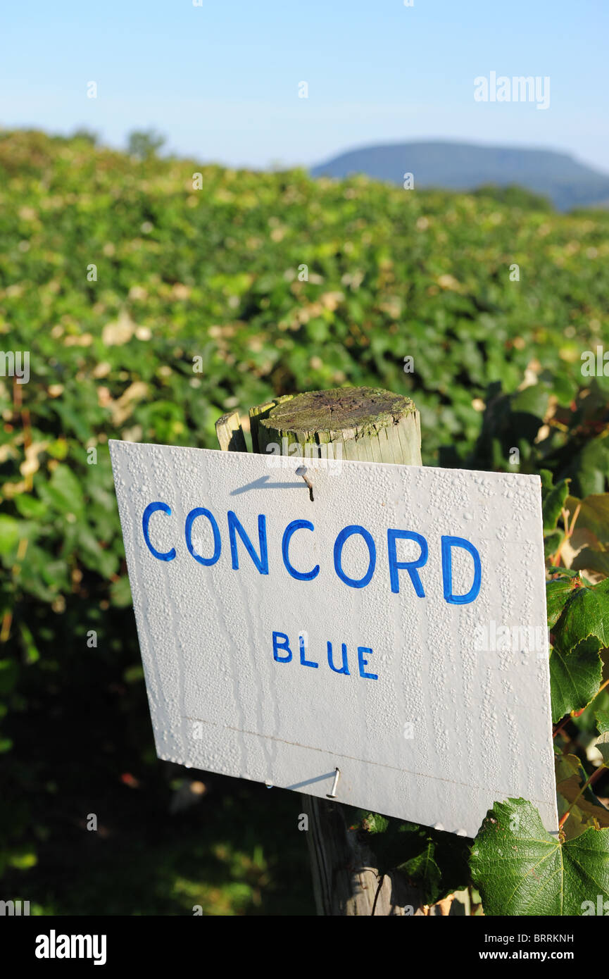 USA New York Naples NY vineyard sign for Concord grapes at Jerome's U