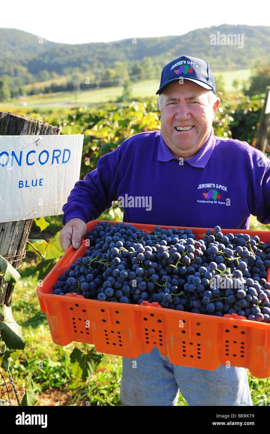 USA New York Naples NY Richard Jerome of Jerome's UPick vineyards