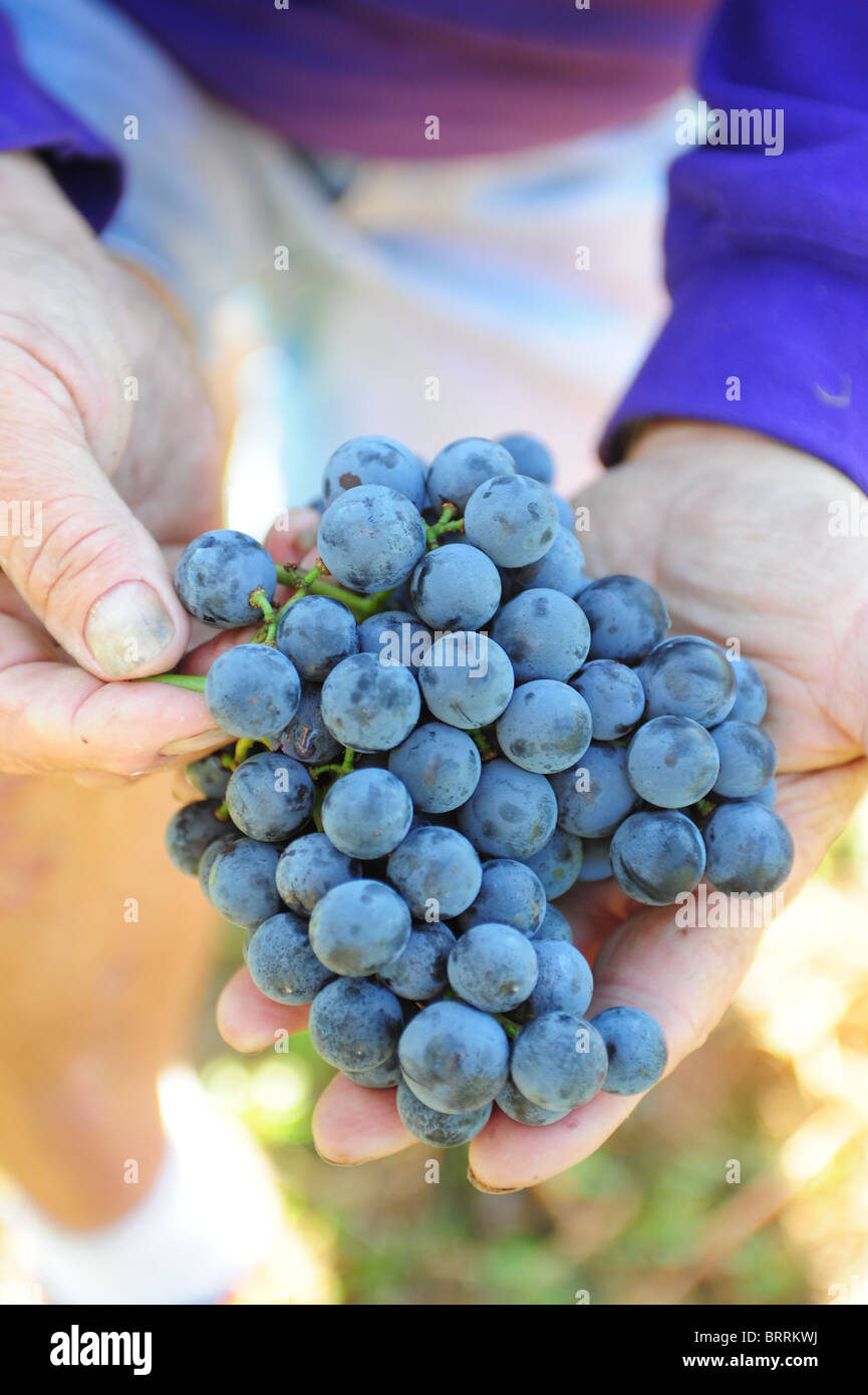 USA New York Naples NY Hands holding concord grapes at Jerome's UPick
