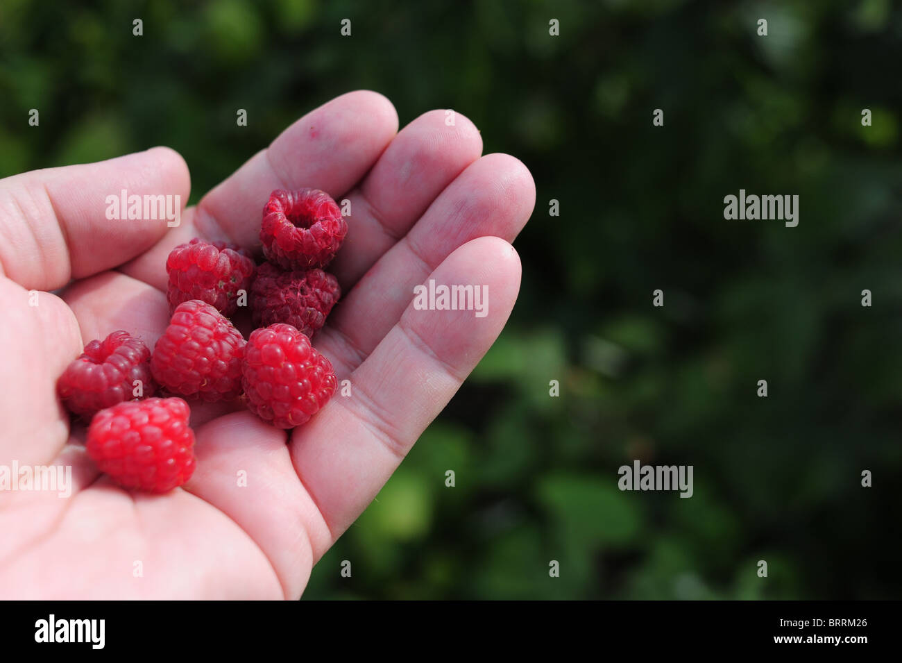 Fresh Fruit pick your own red raspberries at the Red Jacket Orchard in Geneva New York NY Finger Lakes Stock Photo