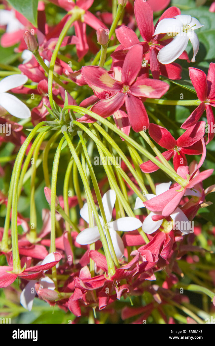 Quisqualis indica or the Chinese honeysuckle in flower Stock Photo