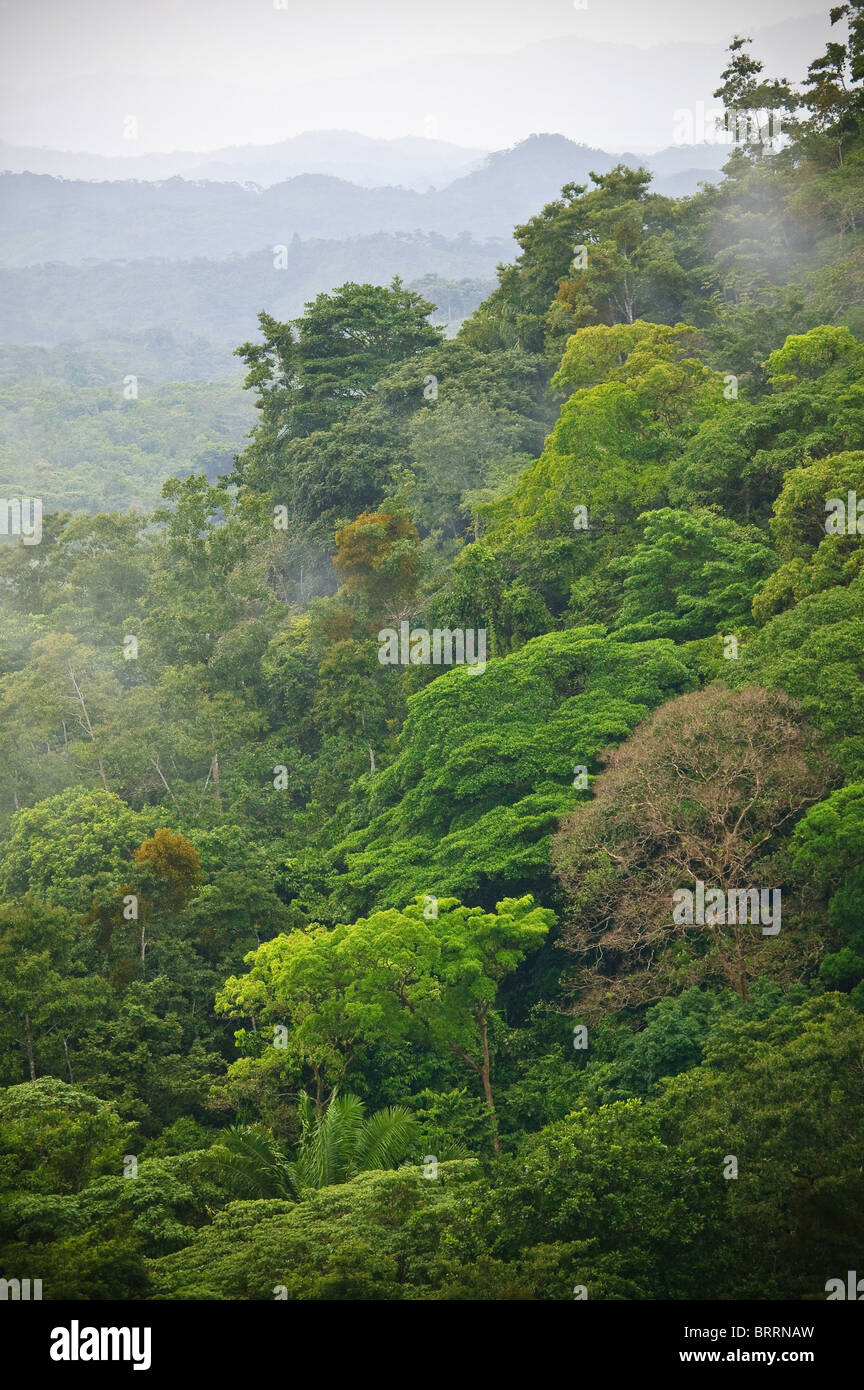Rainforest at Cerro la Vieja in the highlands of Cocle province, Republic of Panama Stock Photo