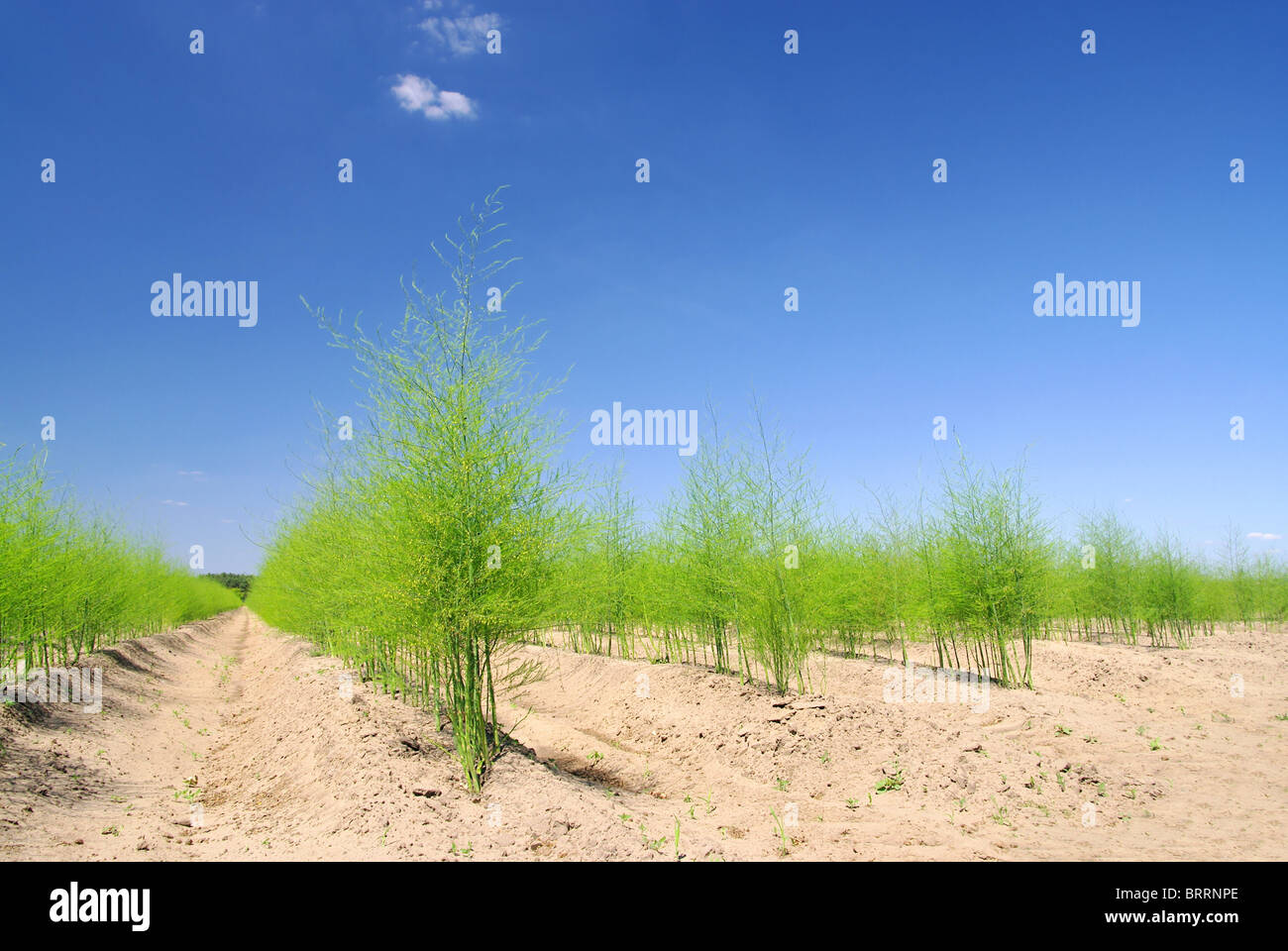 Spargelfeld - asparagus field 16 Stock Photo