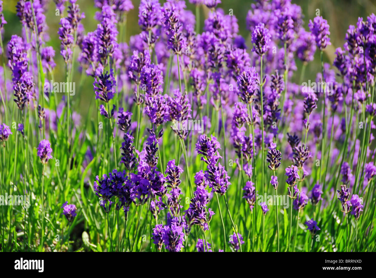 Lavendel - lavender 52 Stock Photo