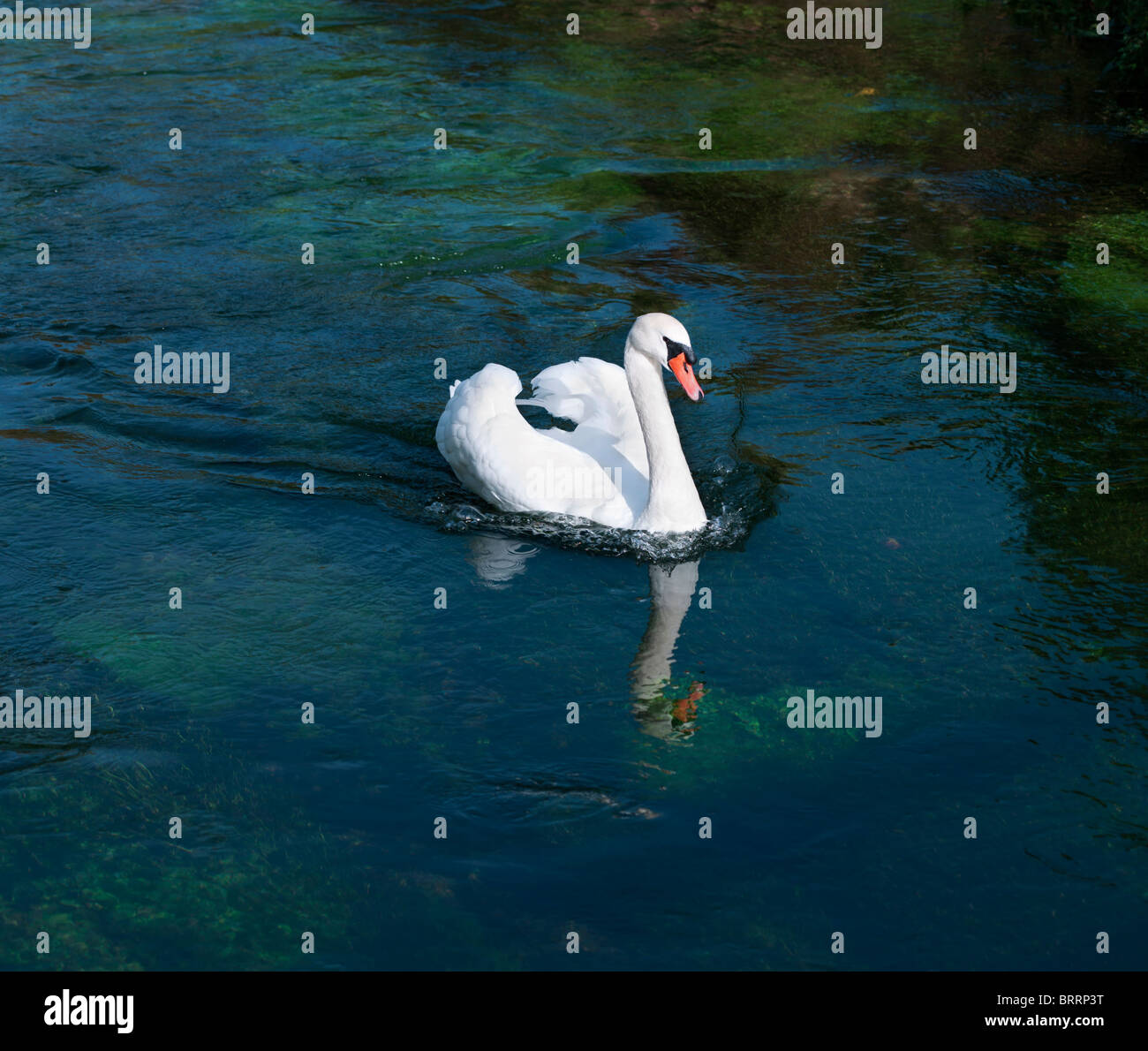 Swimming White Swan in River Stock Photo