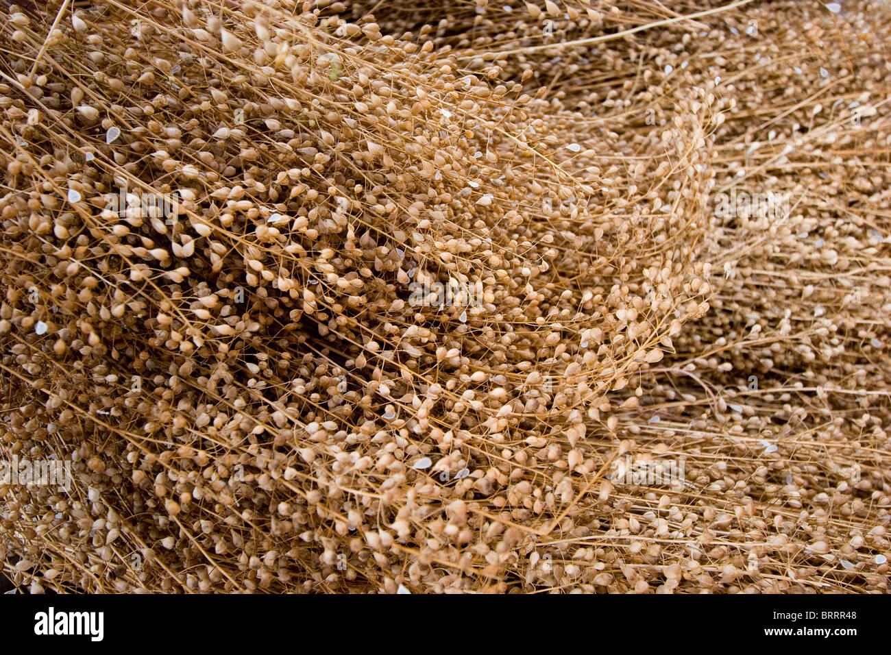 Camelina,(Camelina sativa), or false flax, grain up close whole grain Stock Photo