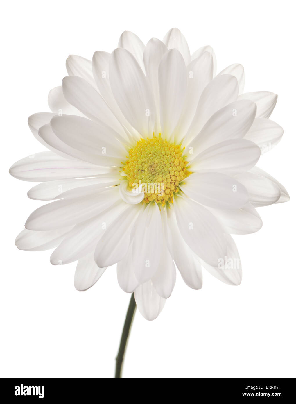 daisy isolated on a pure white background Stock Photo