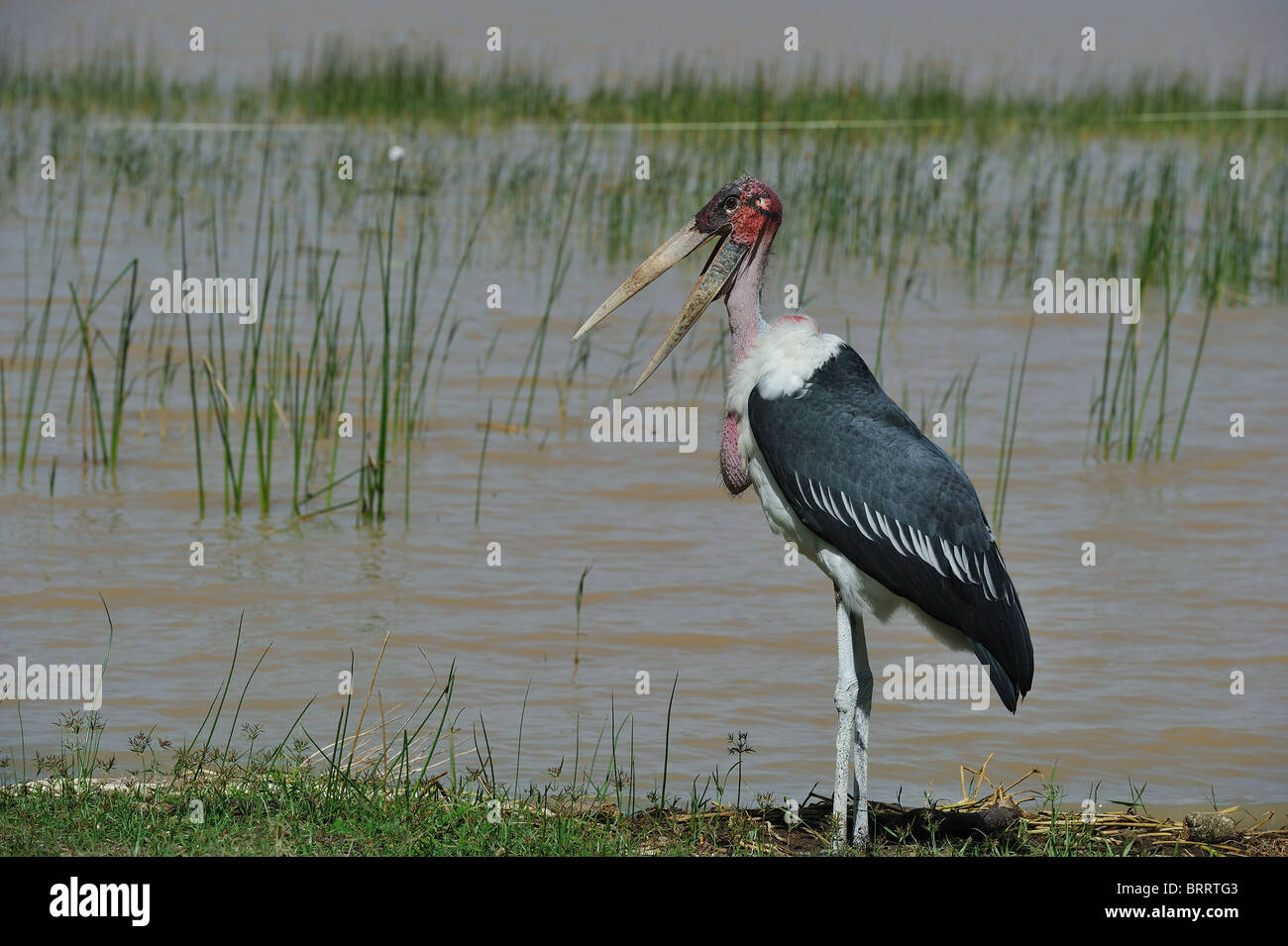 Marabou stork (Leptoptilos crumeniferus) standing with open bill at the water's edge - Lake Baringo - Kenya - East Africa Stock Photo