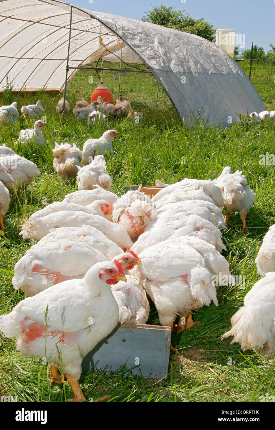 a flock of white farm chickens outside near the barn Stock Photo
