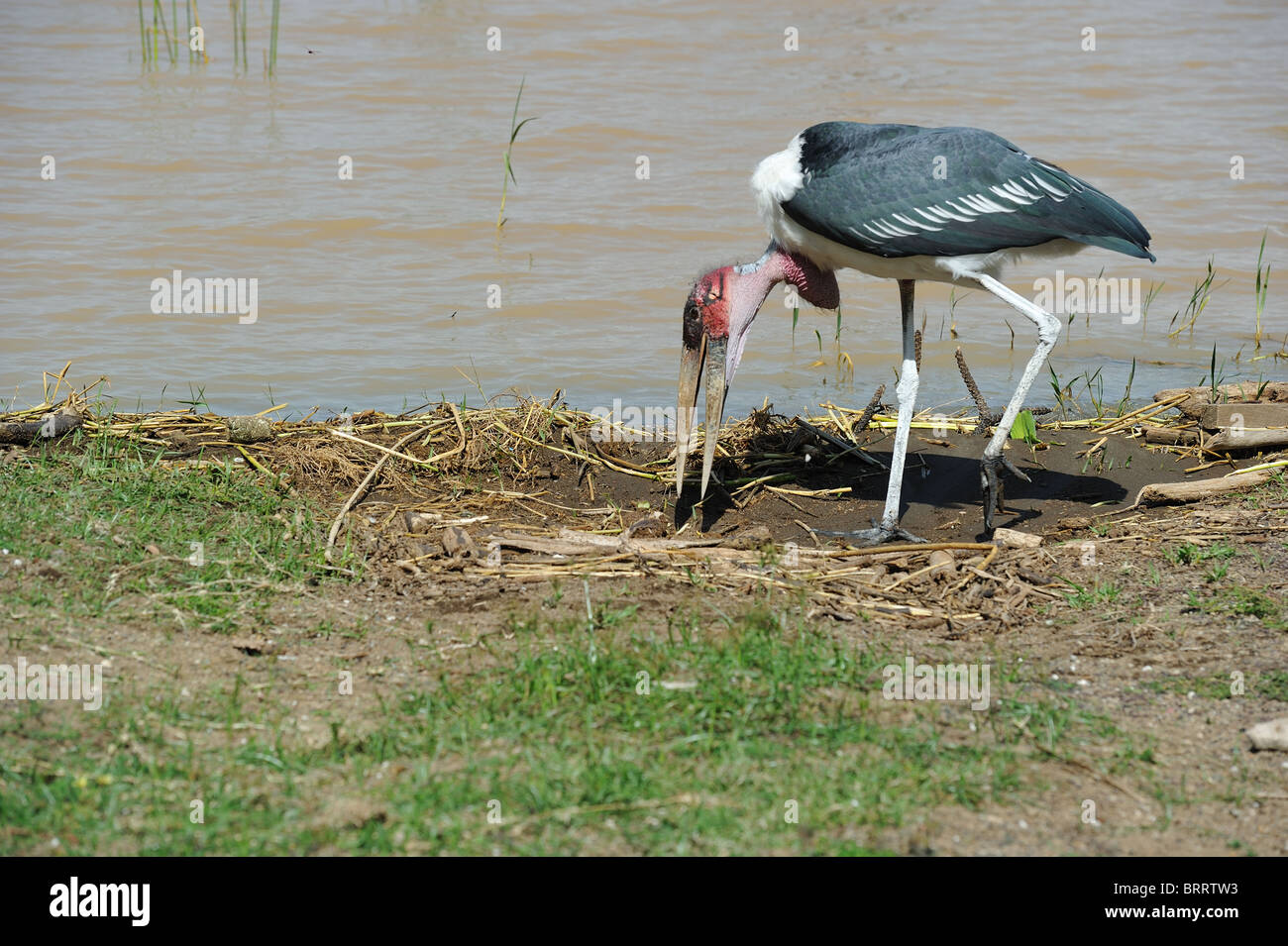 Marabou stork (Leptoptilos crumeniferus) looking for food at water's edge - Lake Baringo - Kenya - East Africa Stock Photo