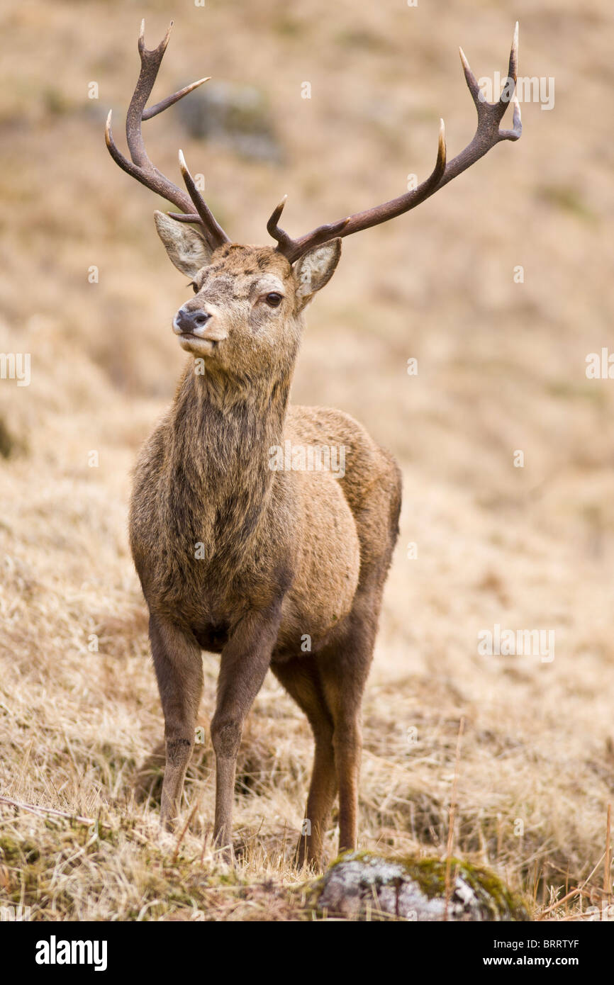 Wild Red Deer Stag, Scotland Stock Photo