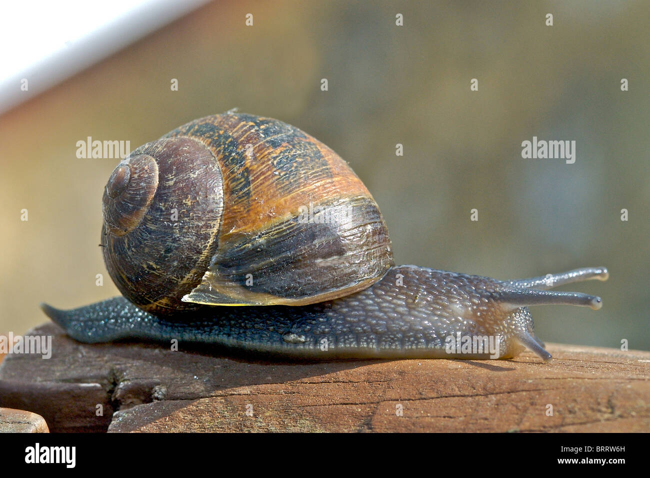 SNAIL Garden Snail (Helix aspersa) Regarded as one of the main pests
