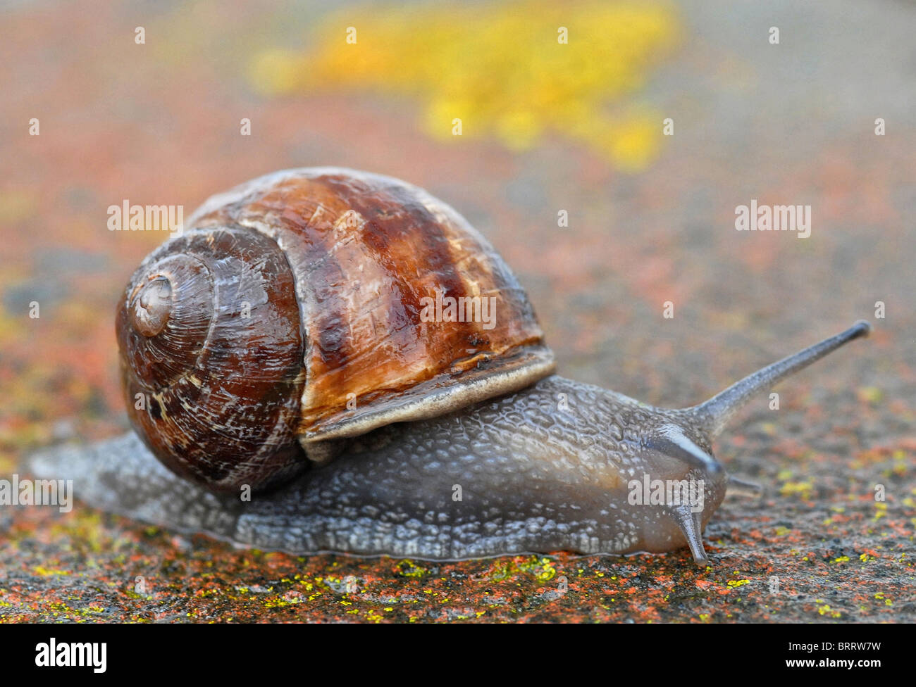 SNAIL Garden Snail (Helix aspersa) Regarded as one of the main pests