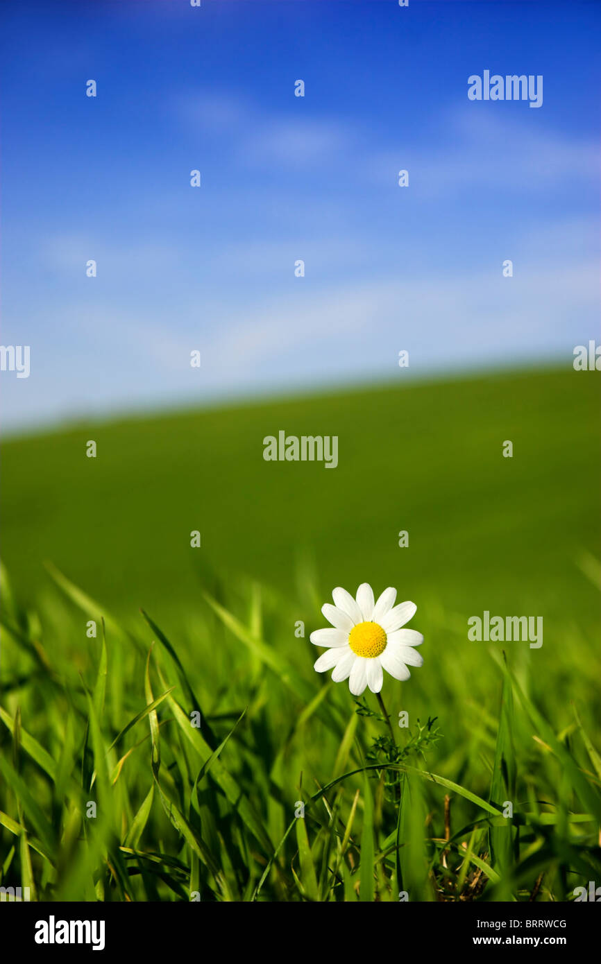 Beautiful white daisy on green meadow - (Focus is on the flower) Stock Photo
