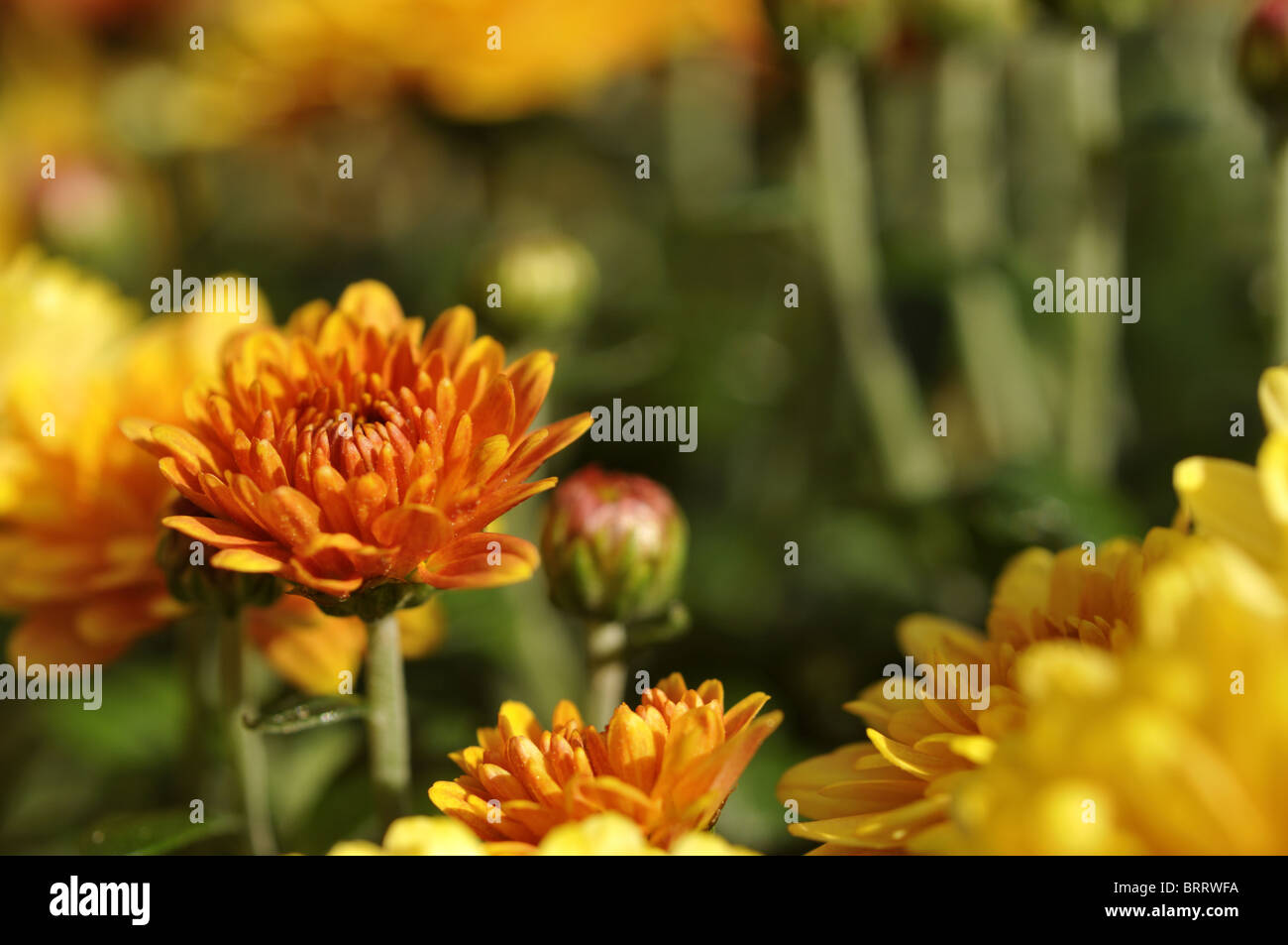 Orange yellow chrysanthemum flowers hi-res stock photography and images ...