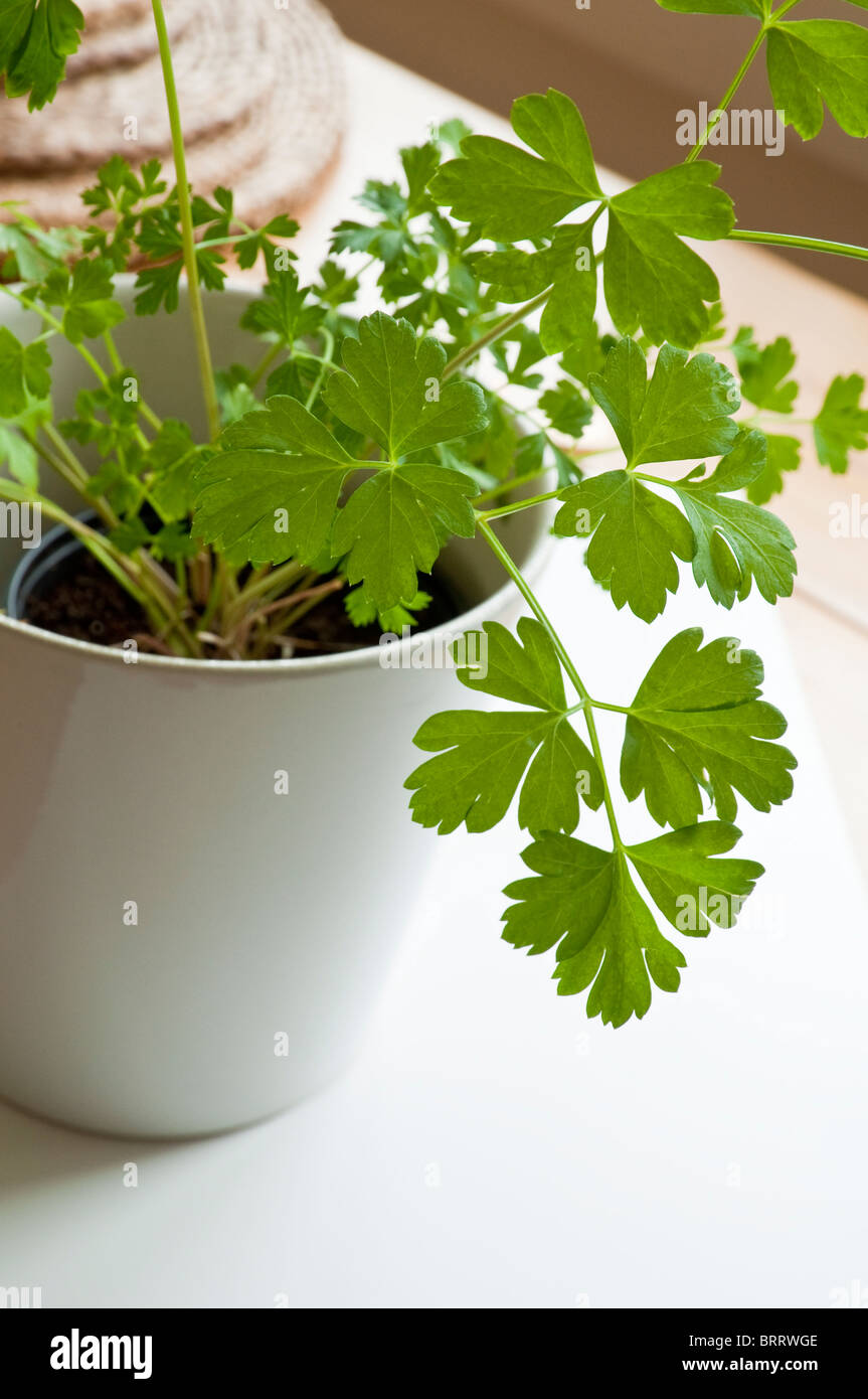 Flat Leaf Parsley growing within a white pot Stock Photo Alamy