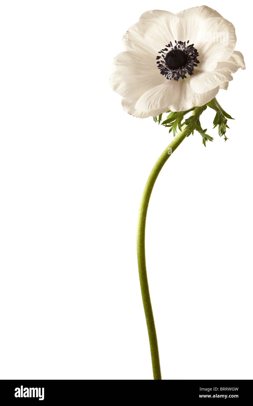 Anemone isolated hi-res stock photography and images - Alamy