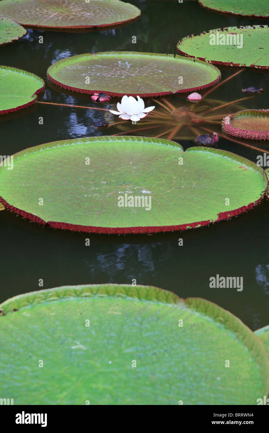 Victoria regia lily hires stock photography and images Alamy