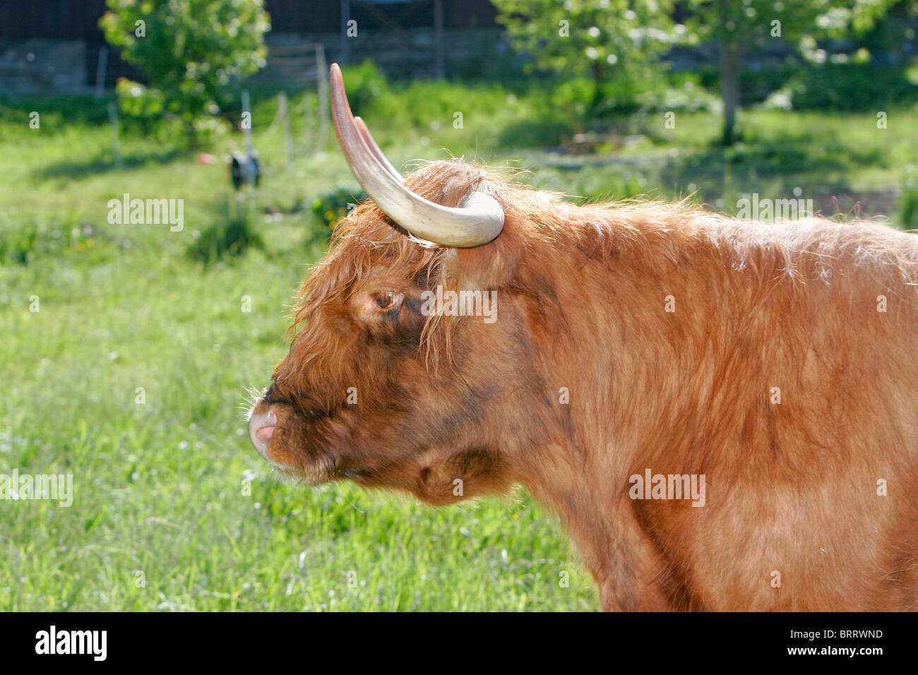 holstein cow on a farmer's green pasture Stock Photo - Alamy