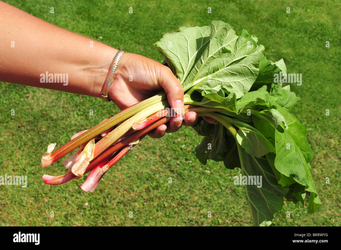 Gardeners hand holding freshly picked rhubarb from the garden Stock Photo